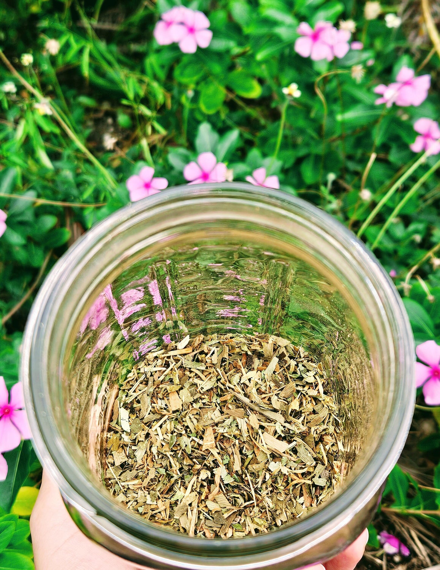 Organic Mental Resilience & Memory Tea